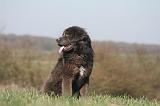 DOGUE DU TIBET 561